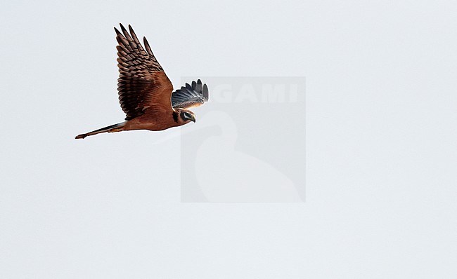 First-winter Pallid Harrier (Circus macrourus) migrating over Limburg in the Netherlands. stock-image by Agami/Ran Schols,