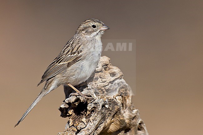 Adult 
Pima Co., AZ
April 2011 stock-image by Agami/Brian E Small,