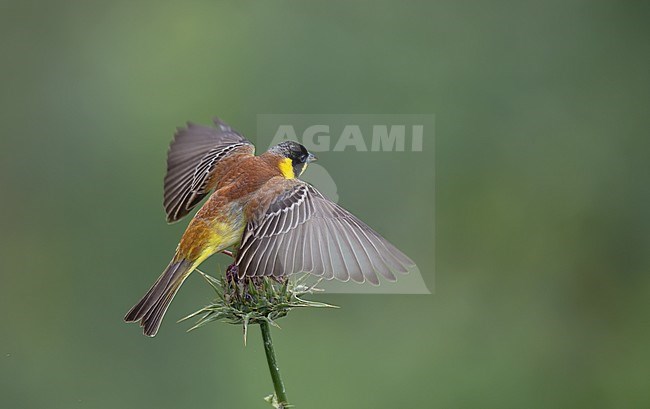 Adult male Black-headed Bunting (Emberiza melanocephala) wings spread on a thistle flower. Bird showing upperparts against green background. stock-image by Agami/Kari Eischer,