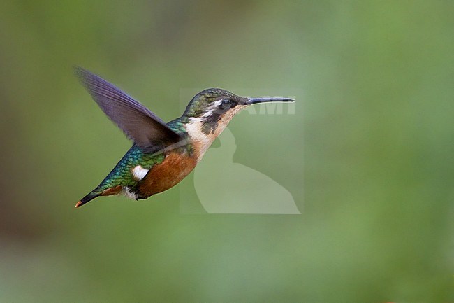 Santa Marta Woodstar (Chaetocercus astreans) in flight against a green natural background in Colombia. stock-image by Agami/Dubi Shapiro,