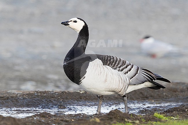 Barnacle Goose (Branta leucopsis), adult standing on the ground stock-image by Agami/Saverio Gatto,