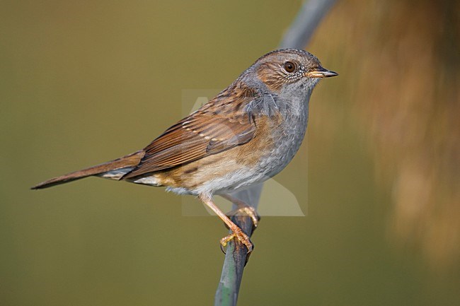 Heggenmus zittend op een tak; Dunnock perched on a branch stock-image by Agami/Daniele Occhiato,