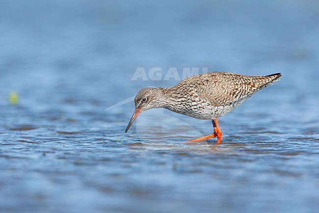 Foeragerende Tureluur, Foraging Common Redshank stock-image by Agami/Wil Leurs,