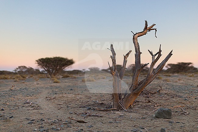 Dead Tree, sunset in arid plain, Khatmat Milahah, Al Batinah, Oman stock-image by Agami/Saverio Gatto,