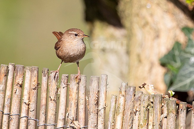 Winter Wren (Troglodytes troglodytes) perched in the backyard stock-image by Agami/Arnold Meijer,