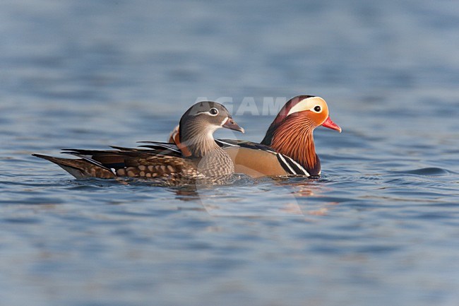 Paartje Mandarijneend zwemmend op plas. Pair of Mandarin Duck swimming on pool stock-image by Agami/Ran Schols,