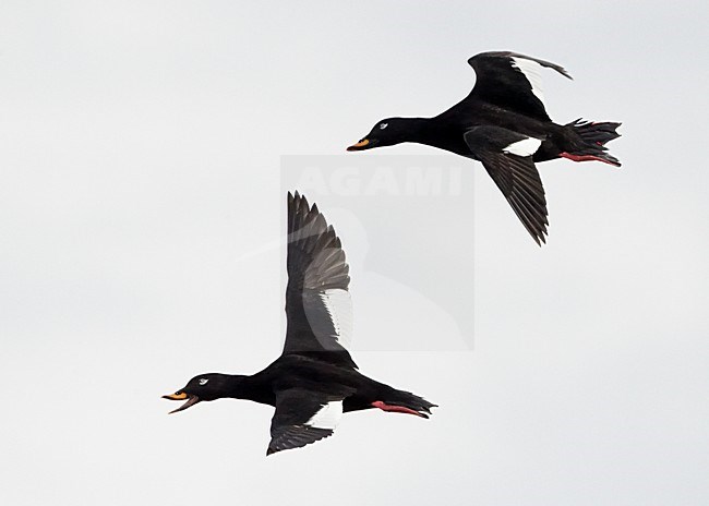 Mannetje Grote Zee-eenden in flight; Male Velvet Scoters in flight stock-image by Agami/Markus Varesvuo,