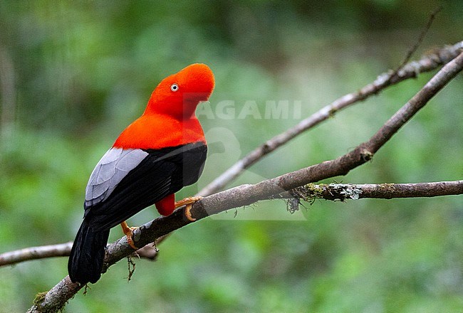 Male Andean Cock-of-the-rock (Rupicola peruvianu) at its lek in the cloud forest of Manu National Park on the east Andean slope in Peru. stock-image by Agami/Marc Guyt,