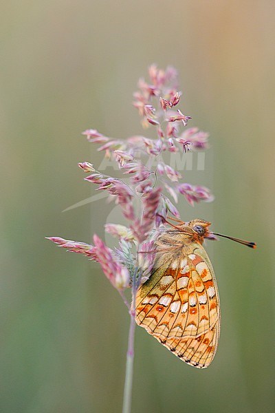 Duinparelmoervlinder, Niobe Fritillary, Argynnis niob stock-image by Agami/Iolente Navarro,