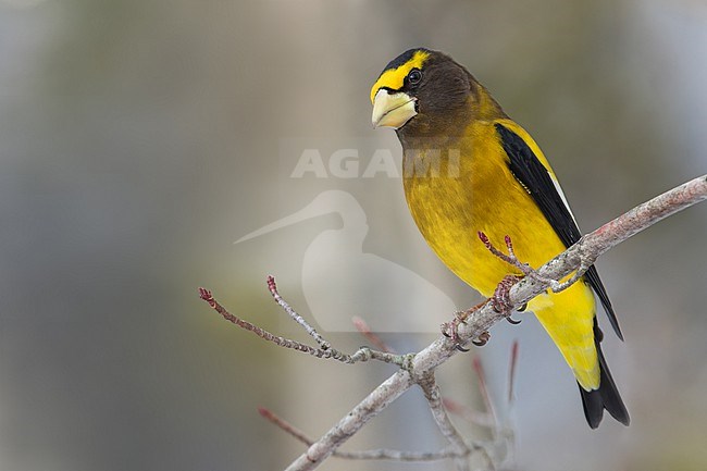 Evening Grosbeak (Coccothraustes vespertinus) Perched on a branch in Minnesota stock-image by Agami/Dubi Shapiro,
