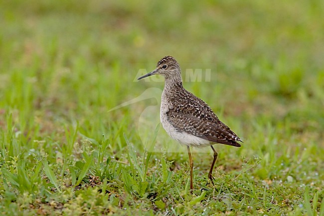 Volwassen Bosruiter; Adult Wood Sandpiper stock-image by Agami/Daniele Occhiato,