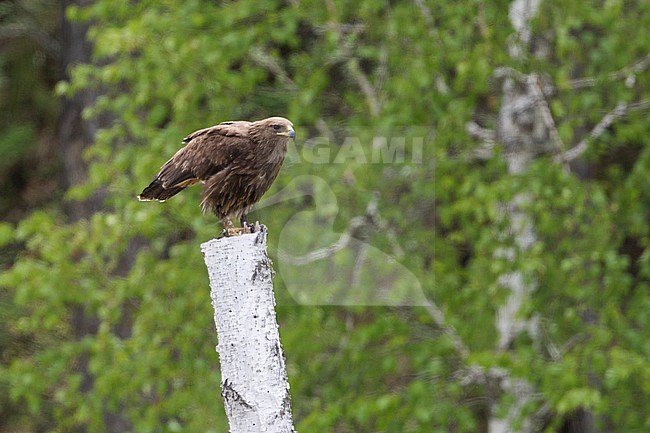 Greater Spotted Eagle - Schelladler - Aquila clanga, Russia (Baikal), subadult stock-image by Agami/Ralph Martin,