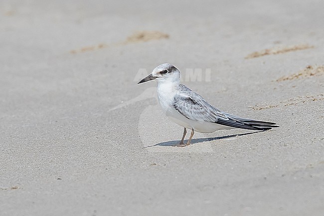 First winter Least Tern sitting on a beach of Cape May Point, Cape May, New Jersey, USA. August 29, 2016. stock-image by Agami/Vincent Legrand,