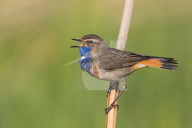 Bluethroat - Blaukehlchen - Cyanecula svecica ssp. cyanecula, Germany, adult male stock-image by Agami/Ralph Martin,