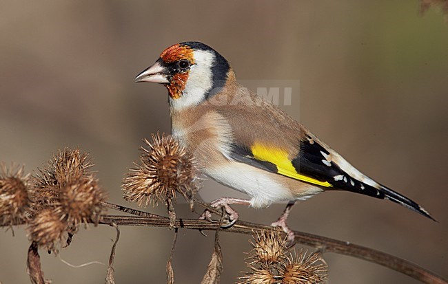 Putter foeragerend; European Goldfinch foraging stock-image by Agami/Markus Varesvuo,