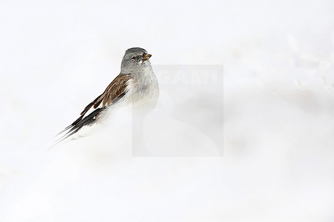 White-winged Snowfinch (Montifringilla nivalis) in the high Alps mountains at the Gemmipass in Switzerland. Standing on th snow. stock-image by Agami/Chris van Rijswijk,