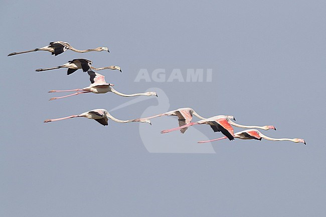 Greater Flamingo (Phoenicopterus roseus), flock in flight with adults and juveniles stock-image by Agami/Saverio Gatto,