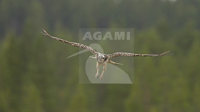 Osprey female in flight, Visarend vrouwtje in vlucht stock-image by Agami/Jari Peltomäki,