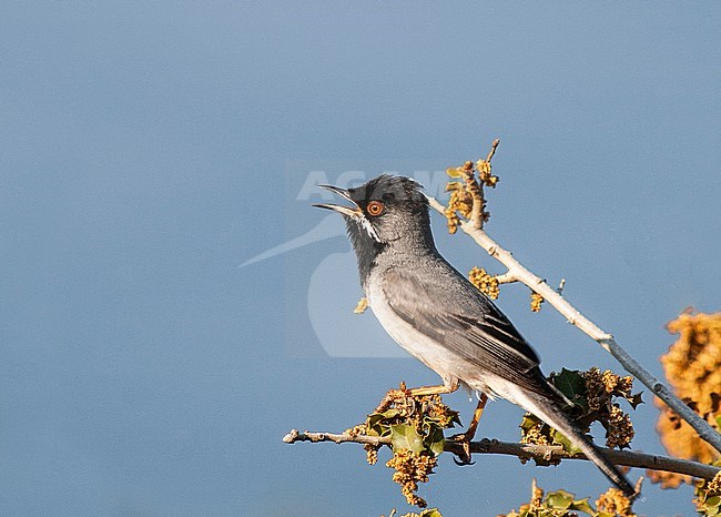Adult male Ruppell's Warbler (Sylvia ruppeli) singing from top of a seaside plant near Molivos on the island on Lesbos in Greece. stock-image by Agami/Marc Guyt,