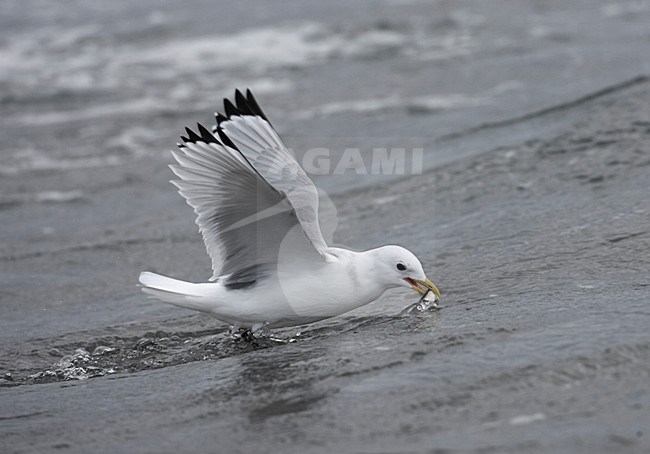 Drieteenmeeuw; Black-legged Kittiwake, Rissa tridactyla stock-image by Agami/Jari Peltomäki,