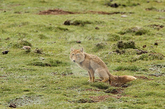 Tibetan sand fox (Vulpes ferrilata) walking on the upland plains on the Tibetan Plateau of China. stock-image by Agami/James Eaton,