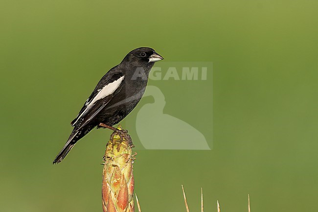 Adult male breeding
Weld Co., CO
June 2023 stock-image by Agami/Brian E Small,