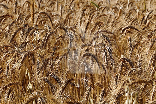 A field of ripening wheat, Triticum species. Sault, Provence, France. stock-image by Agami/Sergio Pitamitz,