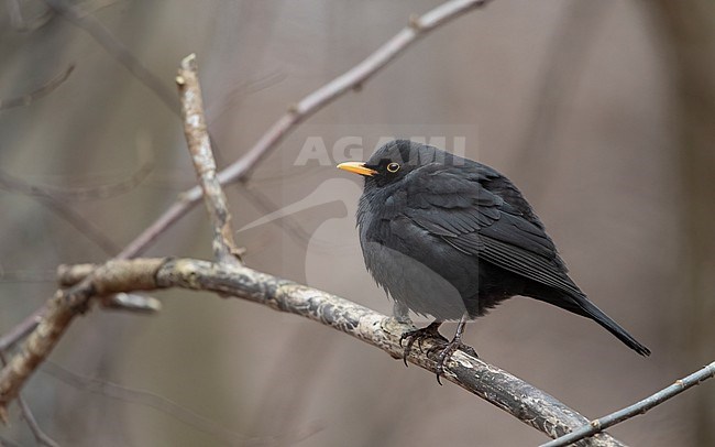 Common Blackbird (Turdus merula) male puffed up in cold winter at Rudersdal, Denmark stock-image by Agami/Helge Sorensen,