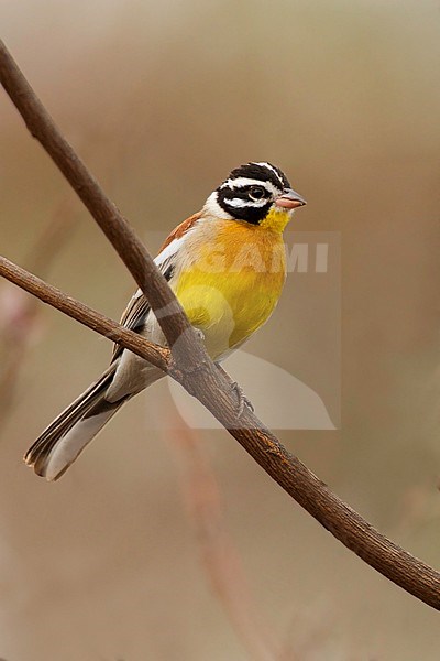 Golden-breasted Bunting (Fringillaria flaviventris) a beautiful African bunting species. stock-image by Agami/Dubi Shapiro,