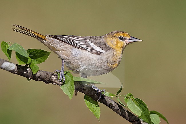 Adult female
Galveston Co., TX
April 2010 stock-image by Agami/Brian E Small,