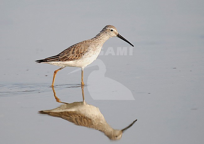 Non-breeding adult Stilt Sandpiper (Calidris himantopus) wading in shallow water.  Side view of bird against still water. During autumn migration in Puerto Rico. stock-image by Agami/Kari Eischer,