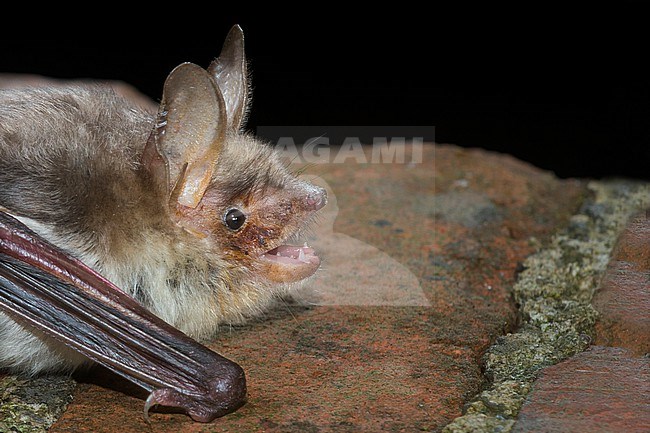 Greater mouse-eared bat is sitting on al wall stock-image by Agami/Theo Douma,