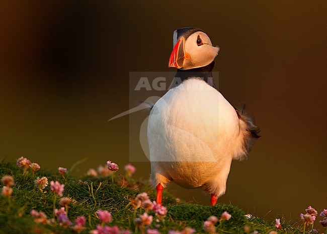 Papegaaiduiker bij nest hol, Atlantic Puffin at nest burrow stock-image by Agami/Danny Green,