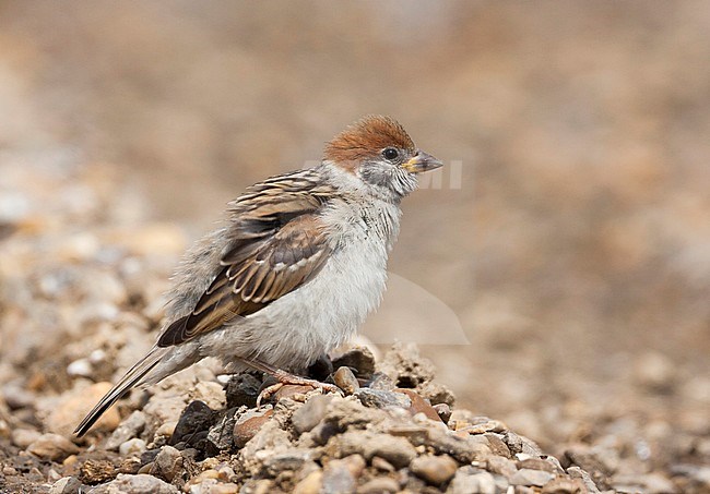 Eurasian Tree Sparrow - Feldsperling - Passer montanus ssp. montanus, juvenile, Croatia stock-image by Agami/Ralph Martin,