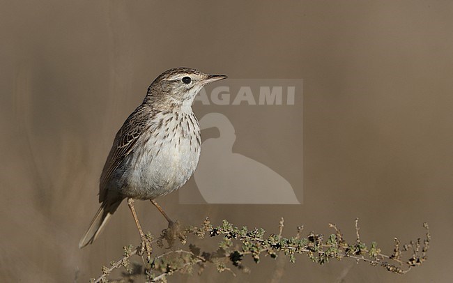 Berthelot's Pipit (Anthus berthelotii berthelotii) perched in a bush at La Oliva, Fuerteventura, Canary Islands stock-image by Agami/Helge Sorensen,