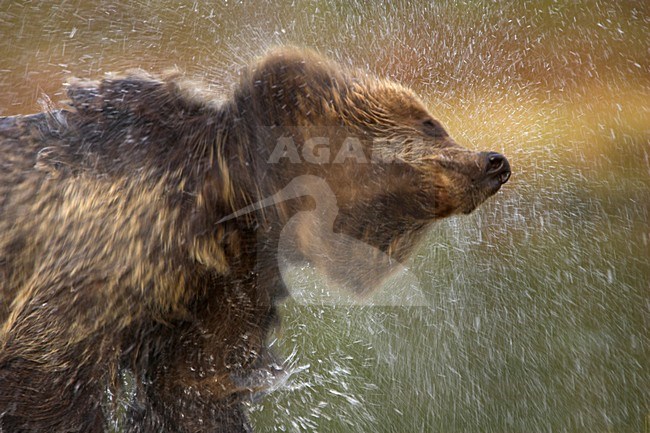 Bruine Beer water afschuddend, Brown Bear shaking water from himself stock-image by Agami/Danny Green,