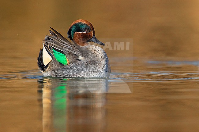 Male Eurasian Teal (Anas crecca) in courtship. Swimming on a lake in Italy. stock-image by Agami/Daniele Occhiato,