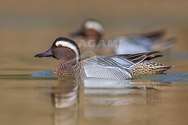 Male Garganey (Spatula querquedula) in Italy. stock-image by Agami/Daniele Occhiato,