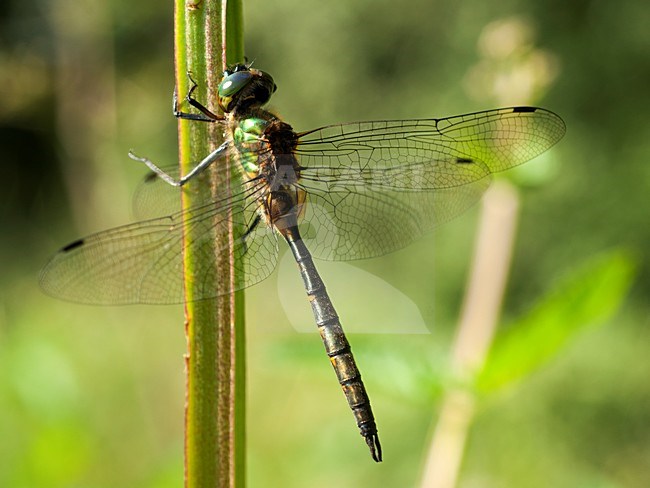 Mannetje Gevlekte glanslibel, Male Somatochlora flavomaculata stock-image by Agami/Wil Leurs,