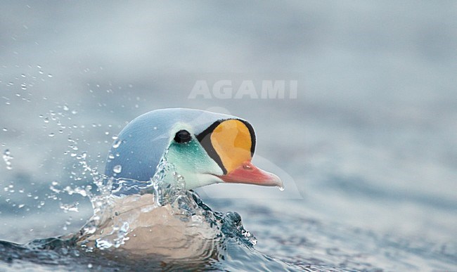 Zwemmend mannetje Koningseider, Swimming male King Eider stock-image by Agami/Markus Varesvuo,