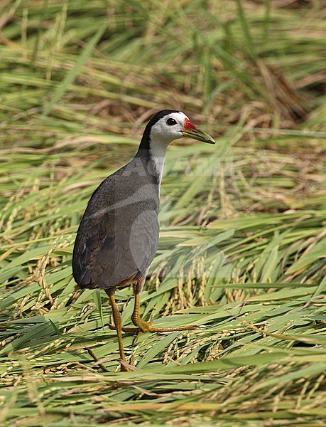 White-breasted Waterhen (Amaurornis phoenicurus) in wetlands in Thailand stock-image by Agami/Helge Sorensen,