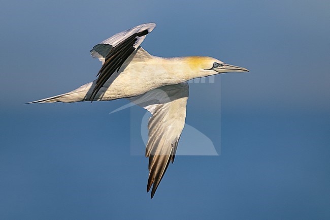 Adult Northern Gannet, Morus bassanus, in Italy. stock-image by Agami/Daniele Occhiato,