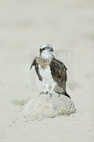 Visarend, Osprey (Pandion haliaetus) stock-image by Agami/Dick Forsman,