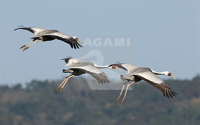 White-naped Crane flying; Witnekkraanvogel vliegend stock-image by Agami/Roy de Haas,