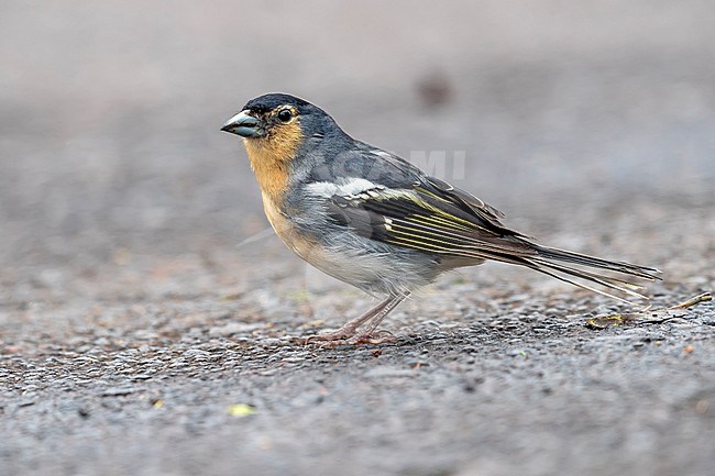 Adult male Canary Islands Chaffinch (Fringilla canariensis) sitting on the parking of Pico de Inglès, Tenerife, Canary Islands, Spain. stock-image by Agami/Vincent Legrand,