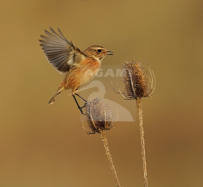 Vrouwtje Roodborsttapuit in zit; Female European Stonechat perched stock-image by Agami/Menno van Duijn,