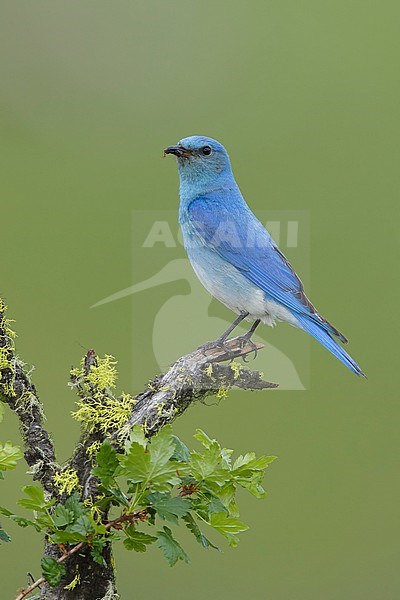 Adult male
Kamloops, B.C.
June 2015 stock-image by Agami/Brian E Small,