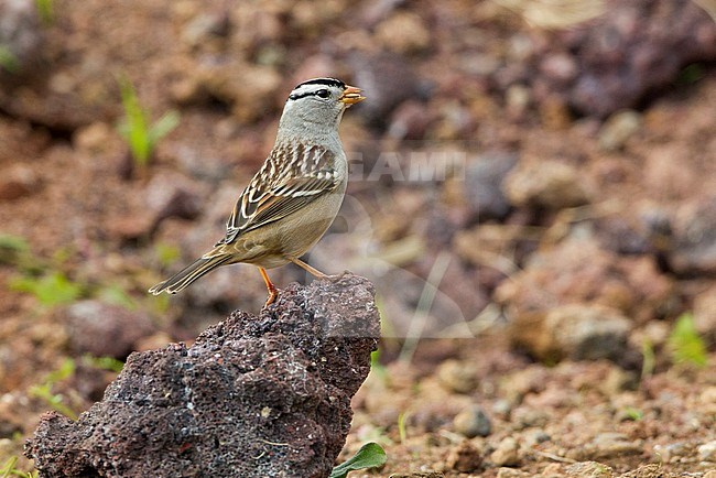 White-crowned Sparrow (Zonotrichia leucophrys gambelii) on the Middle Fields on Corvo in the Azores, Portugal. Perched on a piece of lava. stock-image by Agami/David Monticelli,