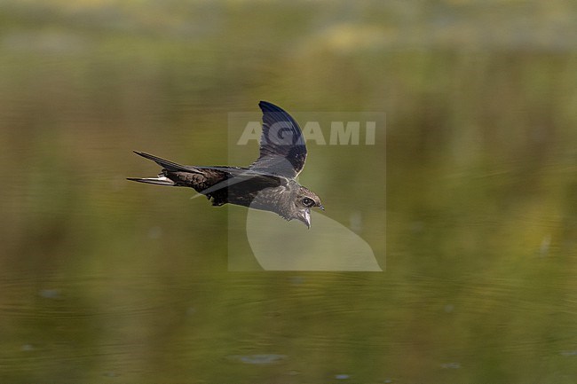 Adult Common Swift (Apus apus) drinking from forest lake in Rudersdal, Denmark stock-image by Agami/Helge Sorensen,