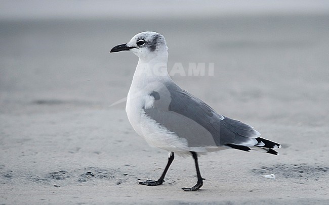 Side view of a winter plumaged Laughing Gull (Leucophaeus atricilla) on the ground. USA stock-image by Agami/Markku Rantala,